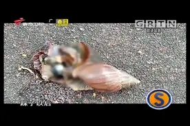 雨后非洲大蜗牛成群出现，携带细菌多，注意不要触碰它|城事特搜