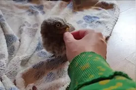 小猫头鹰吃虫子，主人拿在手上喂它才吃，放地上就不懂得吃了