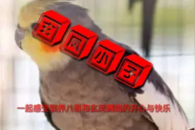 新手初养玄凤鹦鹉，鹦鹉拉绿色便便，教你两个解决方法