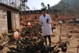 养鸡小妙招：食醋加花椒在养鸡过程的大作用，一般养殖户不知道