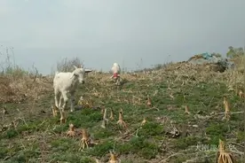 东北现在青草没长出来，蒿子倒是不少长，可是羊却不爱吃