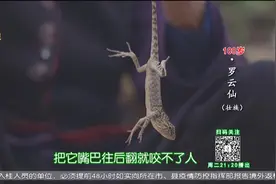 百岁罗奶奶有一种丈夫发明的神奇滋补药酒——四脚蛇药酒外敷内调