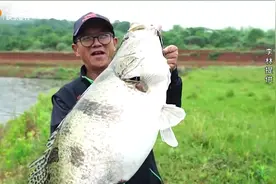 野生水库路亚意外中获超大鳜鱼，体长73公分打破纪录视频封面