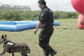 为上海退役警犬找个新家吧！但这些标准侬晓得伐？图片