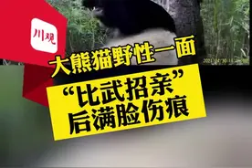 带你看大熊猫“野性”一面：“比武招亲”后满脸伤痕图片