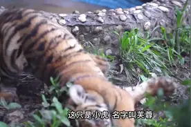 如何让百兽之王求抱抱？华南虎“养育秘笈”来了图片