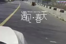 视频｜蓬莱艾山漫山遍野“映山红”图片