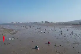 现场直击！青岛西海岸新区唐岛湾南岸赶海场景壮观图片