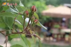 融媒·见证丨“庭院经济”怎么搞？返乡青年将荒置小院变身“有风的地方”——“爆改”乡野旧宅图片