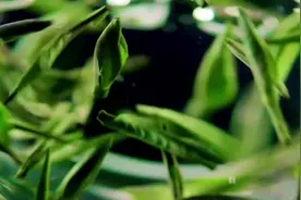 巴基斯坦留学生可汗：我的“毛尖”奇遇记图片