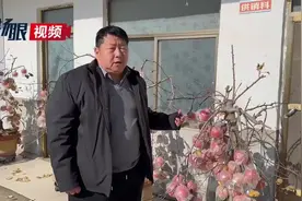 【视频】苹果树种进花盆里，一株能卖上千元！图片