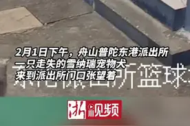 狗狗两次到派出所“报案” 原来是找不到回家的路了图片