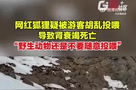 网红狐狸倒在了雪地里！私自投喂，会对TA们造成多大伤害？｜第2眼图片