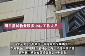 韶关一居民楼疑似有黑猩猩攀爬，物业：爬挺快，报警没抓住图片