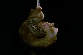 林下生命：蛞蝓的特殊交配方式，真是叫人大开眼界