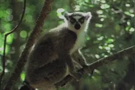 狂野时刻：雌猴交配季节仅仅两周，散发气味是关键步骤视频封面