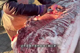 今天老孟这头猪简直太大了，养了二年，极为少见，抬上来就抢了视频封面