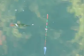 调漂：钓离底“10公分”调漂方法分享！漂相清晰！