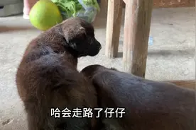 一个月的狗狗会走路啦！太可爱，不知道多久才满月#小奶狗