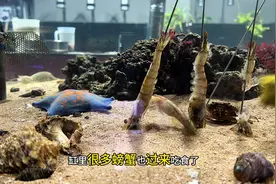 百蟹缸2.0第37.38天海星确实是自己分裂的、缸里喂点从来没喂过的