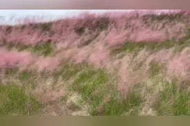 贵安月亮湖粉黛打卡路线#国庆去哪玩  #亲子游玩好去处视频封面