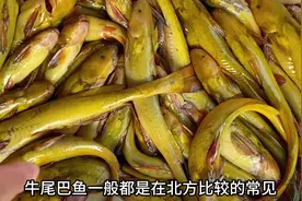 牛尾巴鱼，长得跟黄辣丁和鲶鱼都很像#科普知识 #淡水鱼 #牛尾巴视频封面