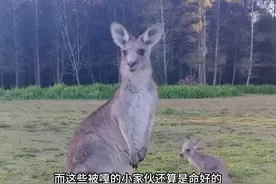 这是袋鼠留给我们的旅游纪念品，不愧是混的最惨的国宝#袋鼠视频封面