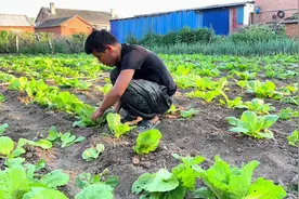 东北一宁和爸妈打理菜园，移栽白菜苗，菇娘果又成熟一批