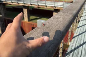 公园里捕捉超级红蜻蜓 小马宝莉卡包开出稀有小马卡片