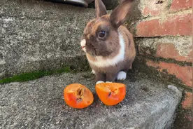 兔子居然不吃柿子，这可是小鸟的最爱啊#神奇动物 #搞笑视频