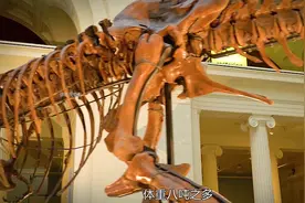 霸王龙是如何从小小的“边缘人物”逆袭登上恐龙之王的宝座的？