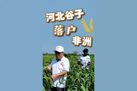 张杂谷“落户”非洲图片