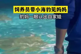 海豹妈妈一眼认出自家宝宝图片