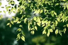 收藏！#带呼吸法口令的八段锦跟练教程#图片