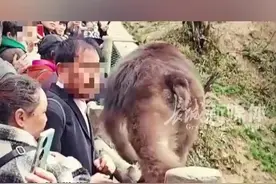 阿姨摸猴屁股大爷“躺枪”被猴子咬中脸部 景区：先处理伤口图片
