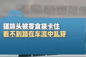 猫咪头套袋子过马路 女子车流中救助图片