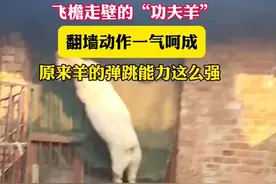 飞檐走壁的“功夫羊”翻墙动作一气呵成 原来羊的弹跳能力这么强图片