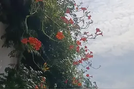 秋日游青果巷图片