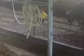 痛心！6岁男孩在牛棚玩耍被公牛顶撞离世图片