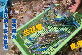 网友组织上船验证视频中渔获到底是真是假？渔获上岸为什么不动？
