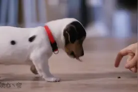 世界上最小的10种小型犬#萌狗#小博美 #贵宾犬 #法国斗牛犬