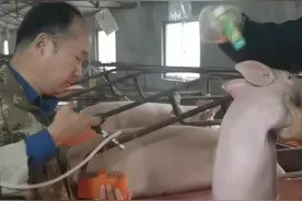 这可能是最高效的给猪打疫苗的方法 #养猪 视频封面